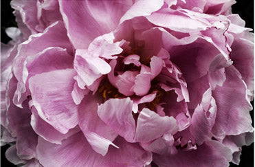 Pinky Peony Passion 3