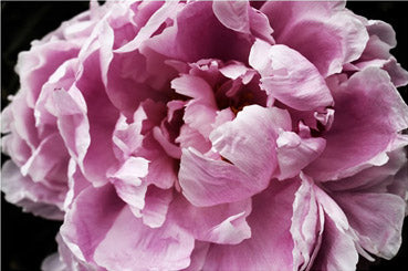Pinky Peony Passion 4