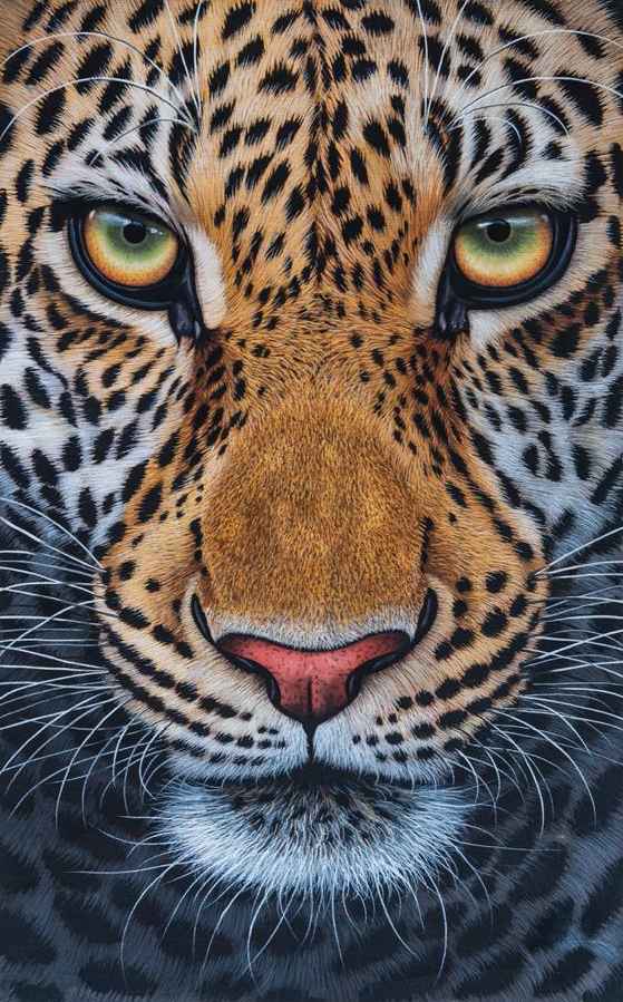 Leopard