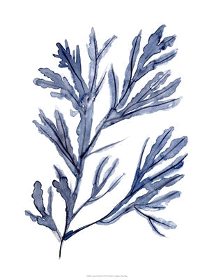 Seaweed Under Water 1