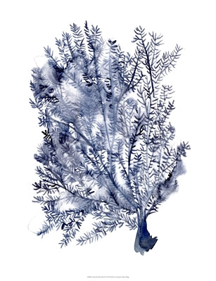 Seaweed Under Water 2
