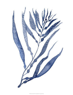 Seaweed Under Water 3