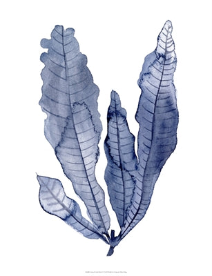 Seaweed Under Water 4