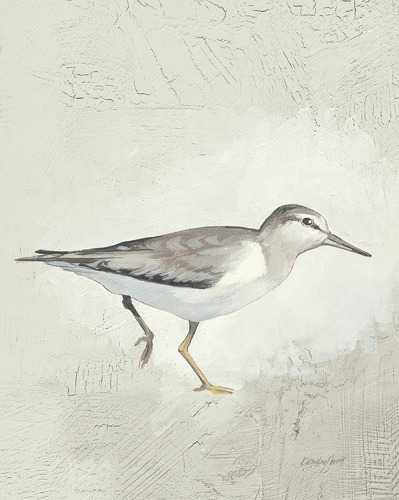 Sea Birds 3