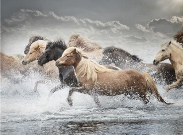 Horse Run 4
