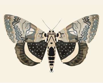 Neutral Moth 1