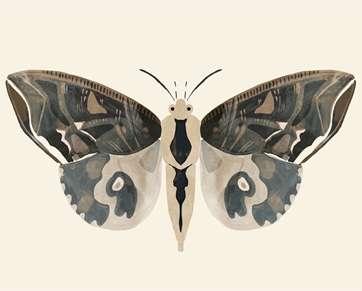 Neutral Moth 2