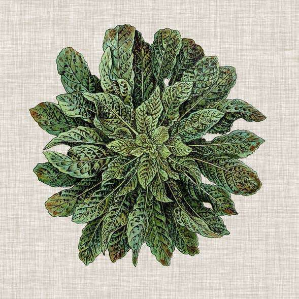 Spherical Leaves 1