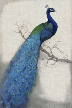 Peacock Blue 1