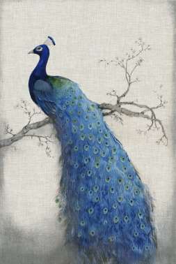 Peacock Blue 2