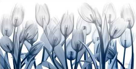 Midnight Blooms 1