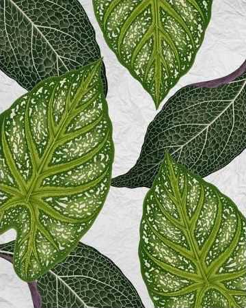 My Greens 1