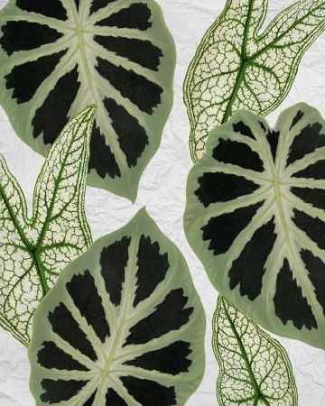 My Greens 2