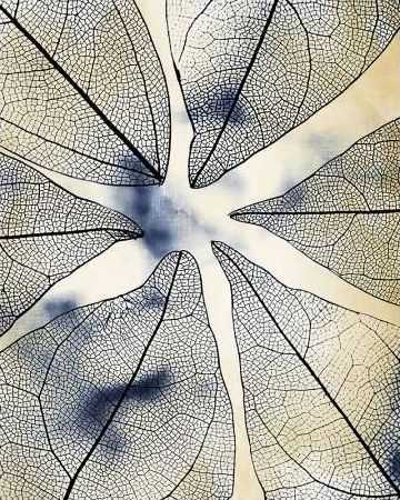 Transparent Leaves 1