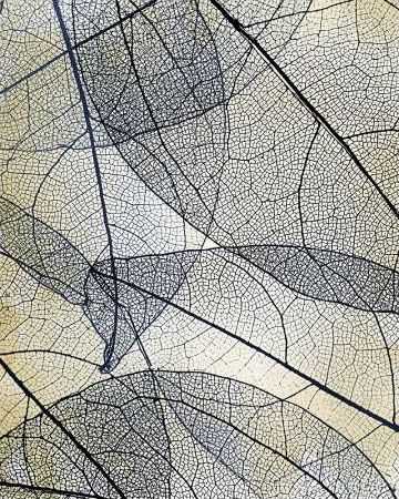 Transparent Leaves 2