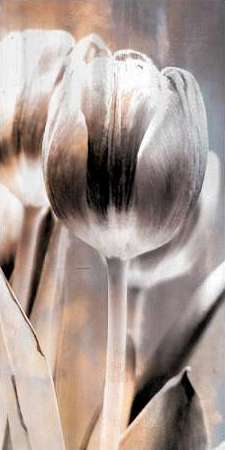 Tulip 1
