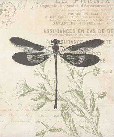 Lightened Vintage Insects 1