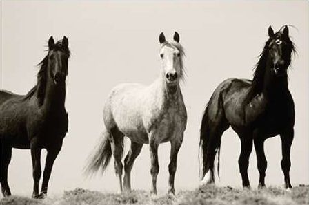 Wild Stallions