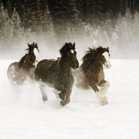 Winter Roundup II