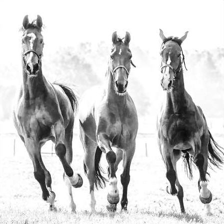 Running Herd