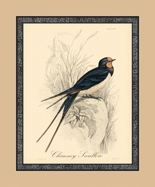 Printed Chimney Swallow