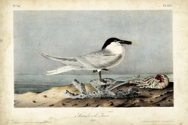 Audubon Sandwich Tern