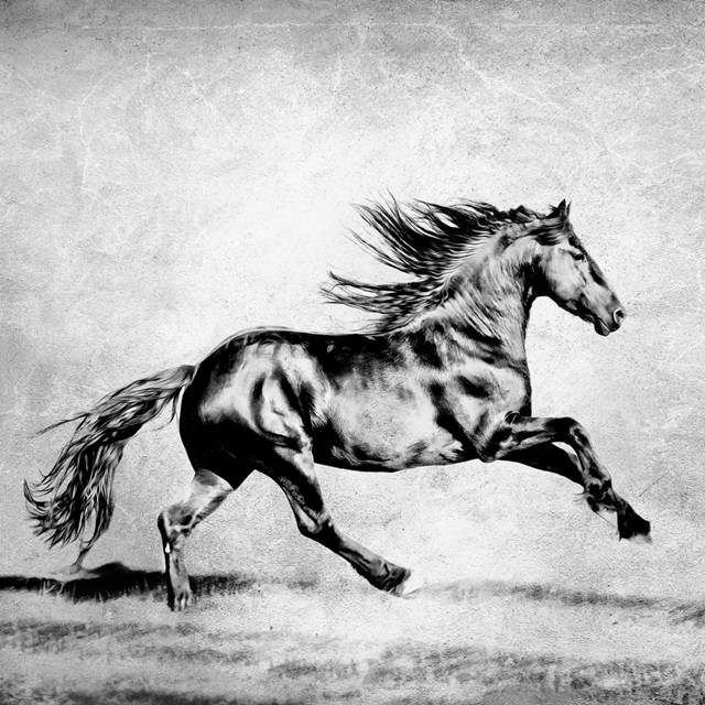 BandW Horses II