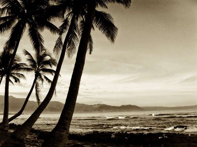 Island Palms III