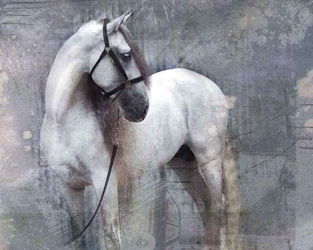 Horse Exposures II