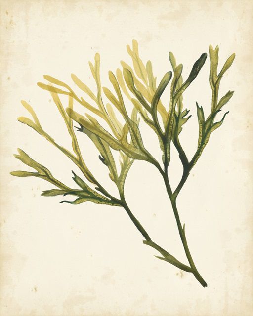 Watercolor Sea Grass V