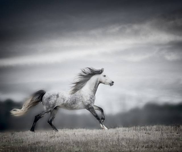 Wind Blown Mane II