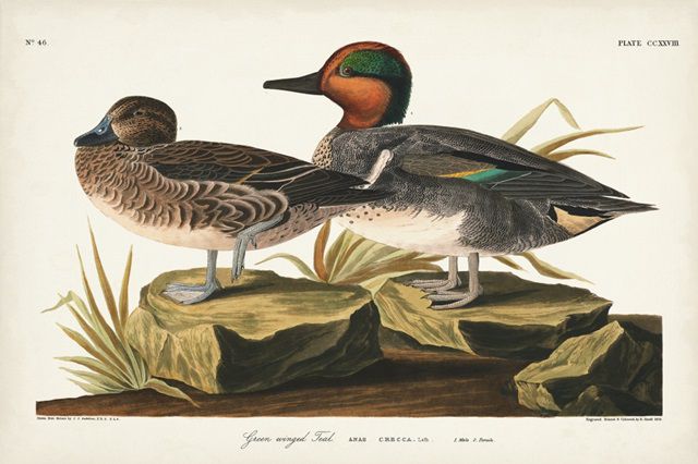 Pl 228 Green-winged Teal
