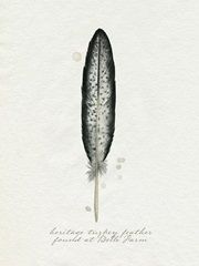 Found Feather II