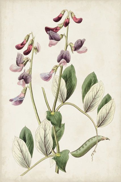 Antique Botanical Collection 1
