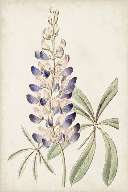 Antique Botanical Collection 2
