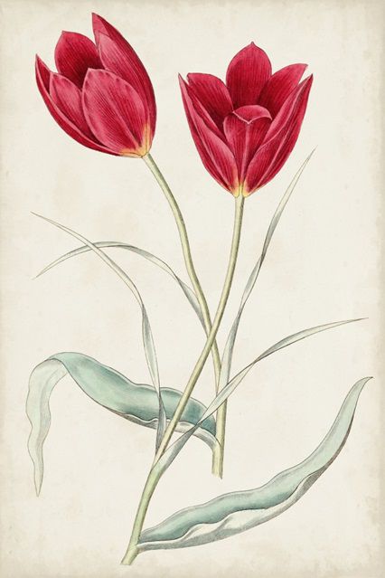 Antique Botanical Collection 3