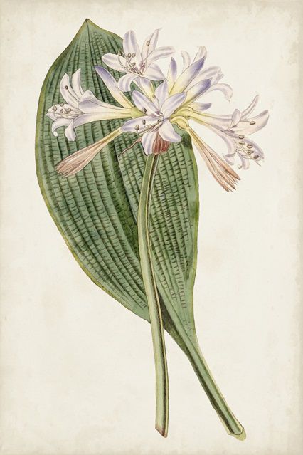 Antique Botanical Collection 4
