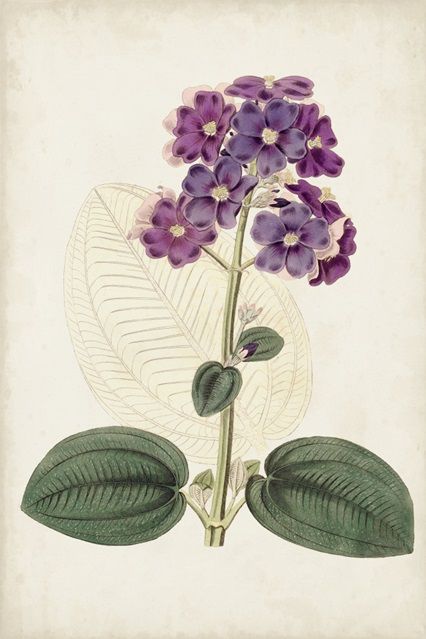 Antique Botanical Collection 6