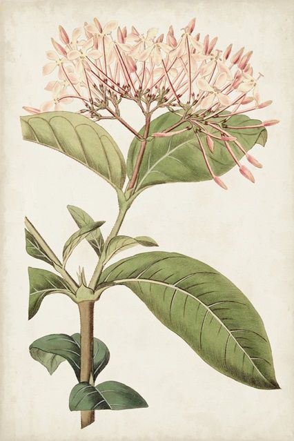 Antique Botanical Collection 7