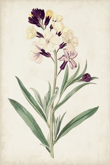 Antique Botanical Collection 8