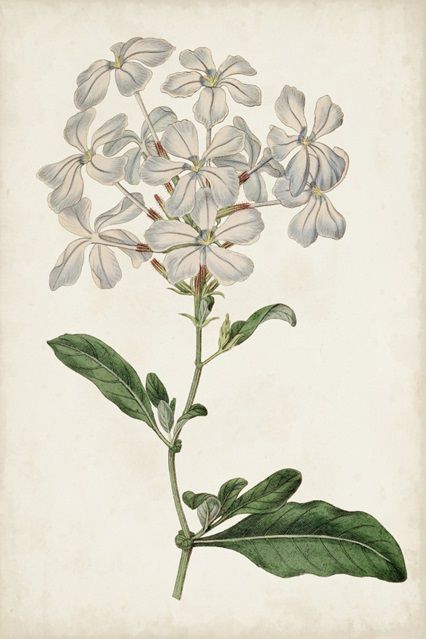 Antique Botanical Collection 9