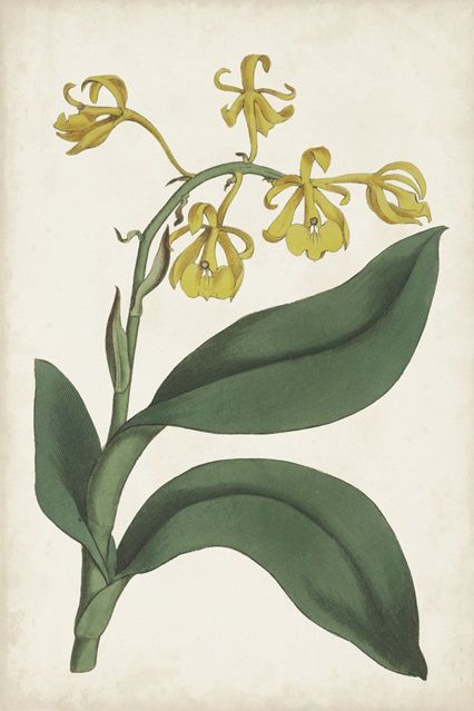 Antique Botanical Collection 10