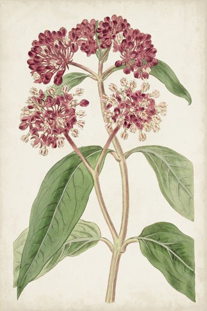 Antique Botanical Collection 11