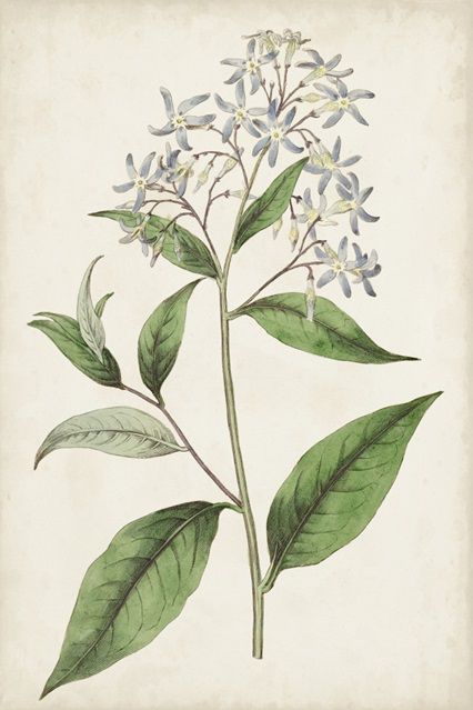 Antique Botanical Collection 12