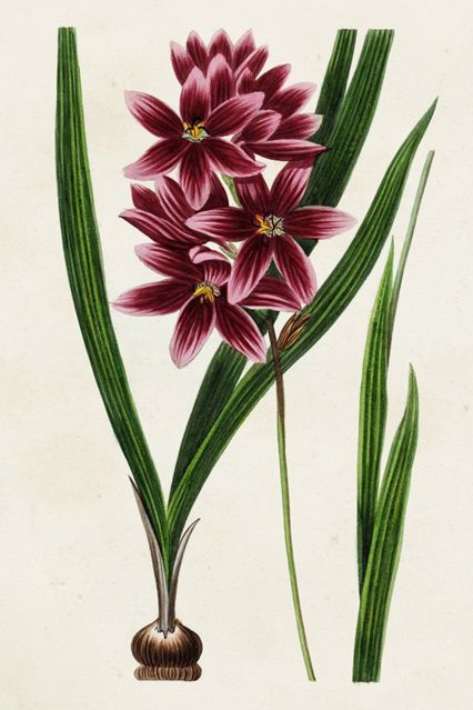 Antique Floral Folio V