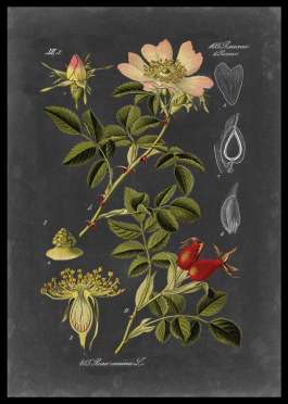 Midnight Botanical 1