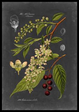 Midnight Botanical 2