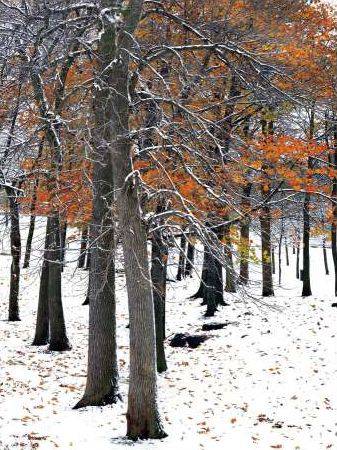 Snowfall 2