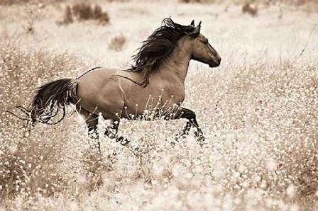 Running Free
