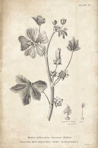 Conversations on Botany 07